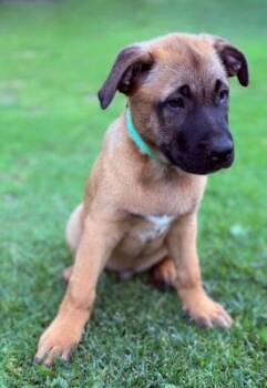 Shepherd Dogs Available for Adoption - Barry | PetCurious