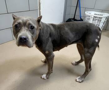 Tiffany -  Mixed Breed Dog for Adoption in Nashville, Tennessee - Tiffany | PetCurious