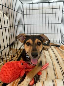Klaire -  Whippet and Shepherd Dog for Adoption in San Diego, California - Klaire | PetCurious