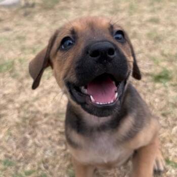 Mixed Breed Dogs Available for Adoption in Aberdeen, North Carolina - Meg | PetCurious