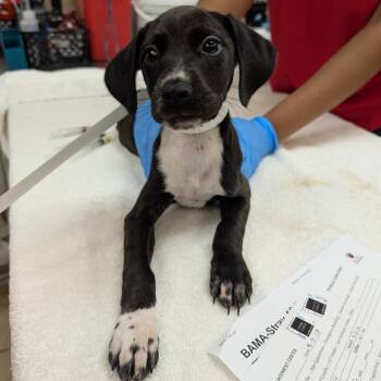 Nala -  Black Labrador Retriever and Mixed Breed Dog for Adoption in Birmingham, Alabama - Nala | PetCurious