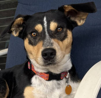 Rescue Mixed Breed Dogs for Adoption in Dallas, Texas - Scooter | PetCurious