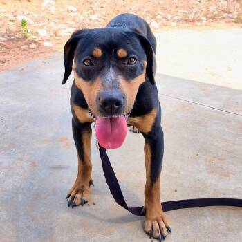 Bluetick Coonhound and Mixed Breed Dogs Available for Adoption in Kanab, Utah - Dora | PetCurious