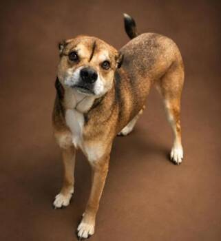 Tucker -  Shepherd and Mixed Breed Dog for Adoption in Bowling Green, Kentucky - Tucker | PetCurious
