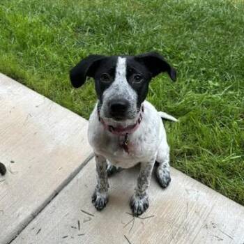 Tilly -  Mixed Breed Dog for Adoption in Madison, Wisconsin - Tilly | PetCurious
