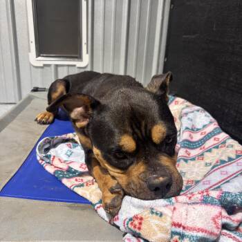 Tank -  Rottweiler Dog for Adoption in Ruston, Louisiana - Tank | PetCurious