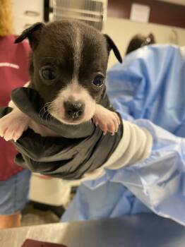 Loni Love -  Chihuahua Dog for Adoption in Fall River, Massachusetts - Loni Love | PetCurious