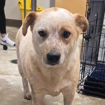 Rosetta 061102U -  Cattle Dog and Mixed Breed Dog for Adoption in Tupelo, Mississippi - Rosetta 061102U | PetCurious