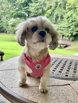 PRESLEY -  Lhasa Apso Dog for Adoption in Fosters, Alabama - PRESLEY | PetCurious