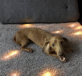 Sprocket -  Dachshund Dog for Adoption in San Antonio, Texas - Sprocket | PetCurious