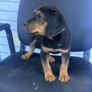 Thomas -  Beagle and Terrier Dog for Adoption in Atlanta, Texas - Thomas | PetCurious