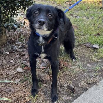 Rescue Collie Dogs for Adoption in Columbus, North Carolina - Amelia | PetCurious