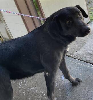 Rescue Labrador Retriever and Mixed Breed Dogs for Adoption in Camarillo, California - HARLEY | PetCurious