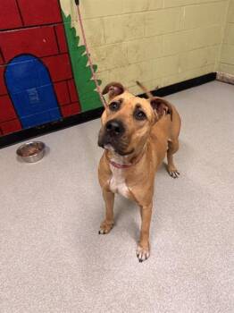 Rescue Pit Bull Terrier and Mixed Breed Dogs for Adoption in Indianapolis, Indiana - NAOMI | PetCurious