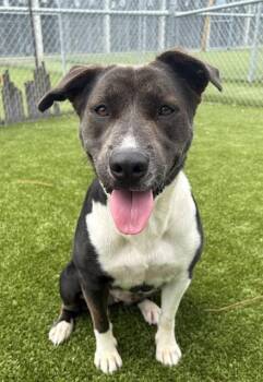 LELA -  Labrador Retriever and Mixed Breed Dog for Adoption in Brunswick, Georgia - LELA | PetCurious