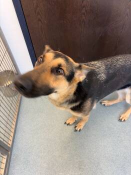 Rescue German Shepherd Dog Dogs for Adoption in Portland, Indiana - Sable | PetCurious