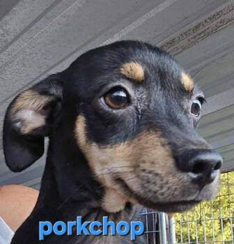 Rescue Chihuahua Dogs for Adoption in Cranston, Rhode Island - Porkchop In TX | PetCurious
