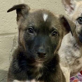 Border Collie and Husky Dogs Available for Adoption in Sacramento, California - Splish | PetCurious