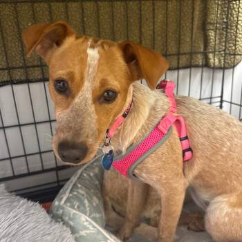 Jack Russell Terrier and Australian Cattle Dog Blue Heeler Dogs Available for Adoption in Fort Lauderdale, Florida - Ginger | PetCurious