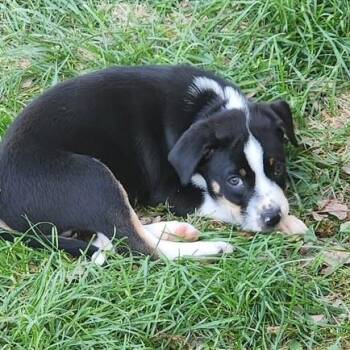 Labrador Retriever and Hound Dogs Available for Adoption in Richmond, Virginia - Johnny Be Good  | PetCurious