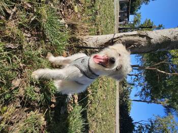 Rescue Maltese Dogs for Adoption in Imperial Beach, California - Linus Brown | PetCurious