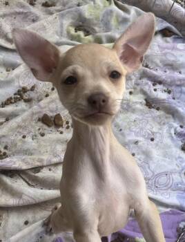 Bread -  Chihuahua Dog for Adoption in Longmont, Colorado - Bread | PetCurious