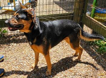JOURNEY -  German Shepherd Dog Dog for Adoption in Franklin, Tennessee - JOURNEY | PetCurious