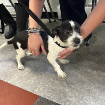 Pip -  Mixed Breed Dog for Adoption in Medford Lakes, New Jersey - Pip | PetCurious