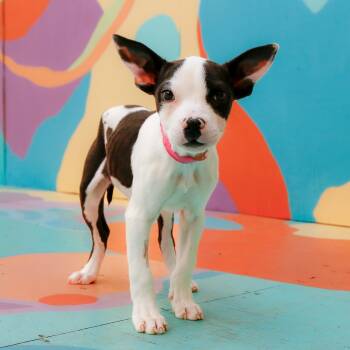 Rescue Labrador Retriever Dogs for Adoption in Dallas, Texas - Cinnamon Roll | PetCurious