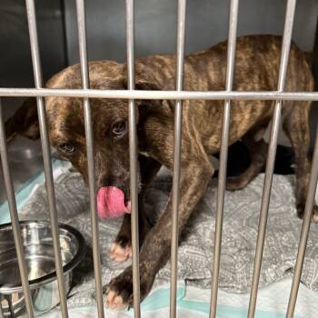 Rescue Mixed Breed Dogs for Adoption in Savannah, Georgia - Athos | PetCurious