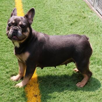 Willow -  French Bulldog Dog for Adoption in Zionsville, Indiana - Willow | PetCurious