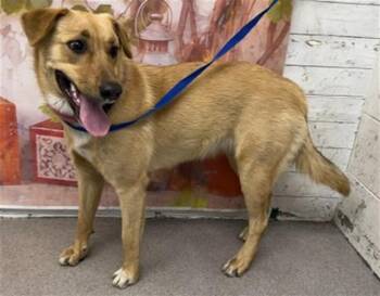AUTUMN CLAIRE -  German Shepherd Dog and Mixed Breed Dog Available for Adoption in San Bernardino, California - AUTUMN CLAIRE | PetCurious