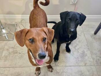 Cash and Trip -  Shepherd Dog for Adoption in Santa Monica, California - Cash And Trip | PetCurious