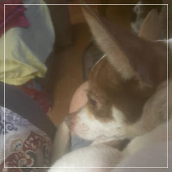 Rescue Chihuahua Dogs for Adoption in Little Rock, Arkansas - Trudy Lee | PetCurious