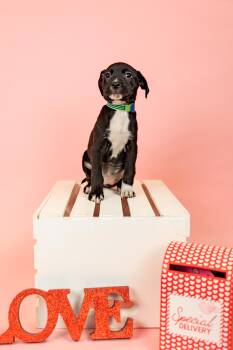 Pit Bull Terrier Dogs Available for Adoption - 94-26 | PetCurious