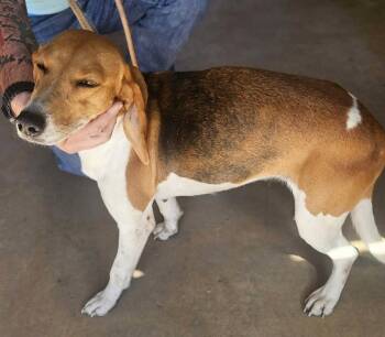 Beagle Dogs Available for Adoption in Odessa, Florida - Macey Jean | PetCurious