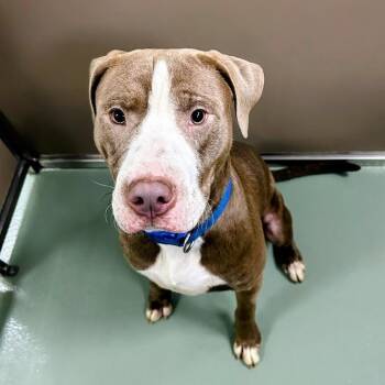 Pit Bull Terrier Dogs Available for Adoption in Lyndhurst, Virginia - Kanin | PetCurious