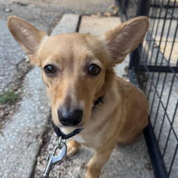 Elnaz -  Mixed Breed Dog for Adoption in West Olive, Michigan - Elnaz | PetCurious