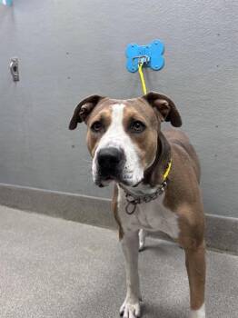 OCEAN TIDE -  Pit Bull Terrier and Mixed Breed Dog for Adoption in Las Vegas, Nevada - OCEAN TIDE | PetCurious