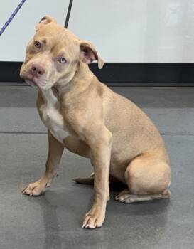 Ic14 Bianca -  Pit Bull Terrier Dog for Adoption in Lawrenceville, Georgia - Ic14 Bianca | PetCurious