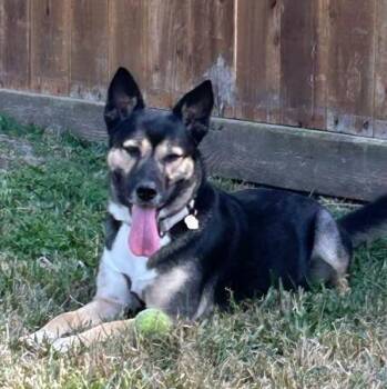 German Shepherd Dog and Husky Dogs Available for Adoption - Shelly Seashells The Sweet Kid Friendly Snugglepup | PetCurious