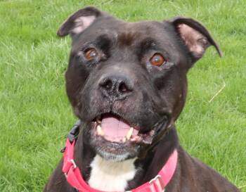 Pit Bull Terrier Dogs Available for Adoption in Euclid, Ohio - Jet | PetCurious