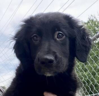 Stella -  Shepherd Dog Available for Adoption in Glasgow, Kentucky - Stella | PetCurious