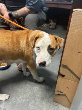 Bingo -  Catahoula Leopard Dog and Pit Bull Terrier Dog Available for Adoption in Gautier, Mississippi - Bingo | PetCurious