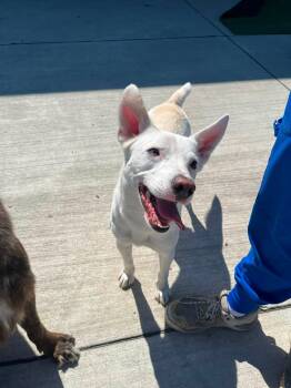 Ghost -  Husky and Chihuahua Dog for Adoption in Lincoln Park, Michigan - Ghost | PetCurious