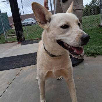 Rapunzel -  Shepherd Dog for Adoption in Denison, Texas - Rapunzel | PetCurious