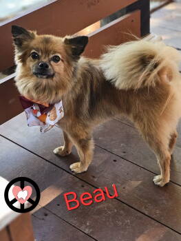 Rescue Pomeranian Dogs for Adoption in Lebanon, Pennsylvania - Beau | PetCurious