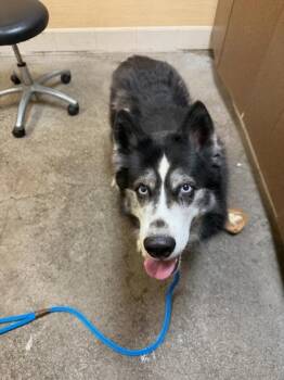 Siberian Husky and Mixed Breed Dogs Available for Adoption in Honolulu, Hawaii - Geisha | PetCurious