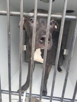Pat -  Pit Bull Terrier and Labrador Retriever Dog for Adoption in Atlanta, Georgia - Pat | PetCurious