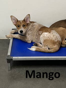 Rescue Australian Cattle Dog Blue Heeler and Shepherd Dogs for Adoption in Mountain View, Arkansas - Mango | PetCurious